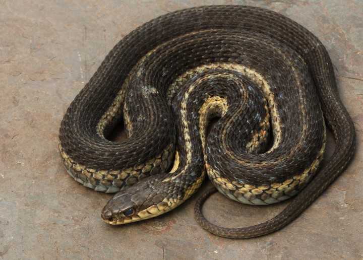 Eastern Garter Snake